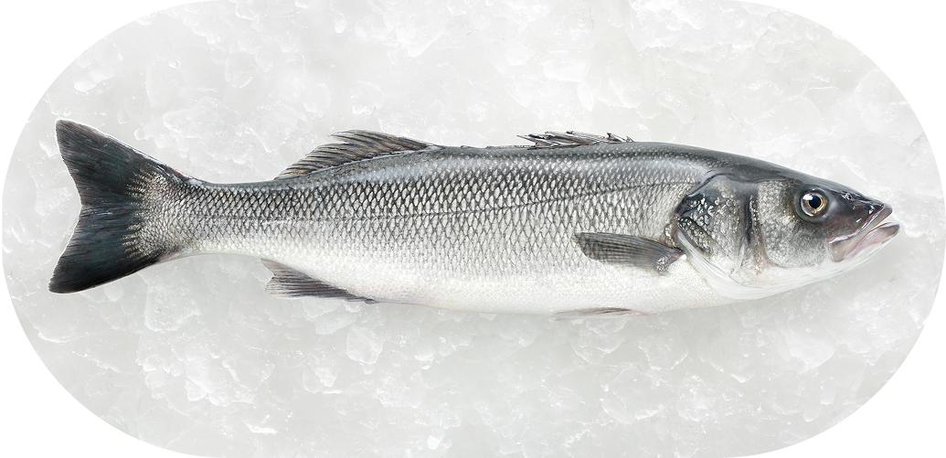 Sea Bass on ice