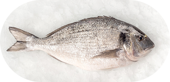 Sea Bass on ice