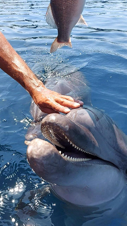 Kito fish and sea