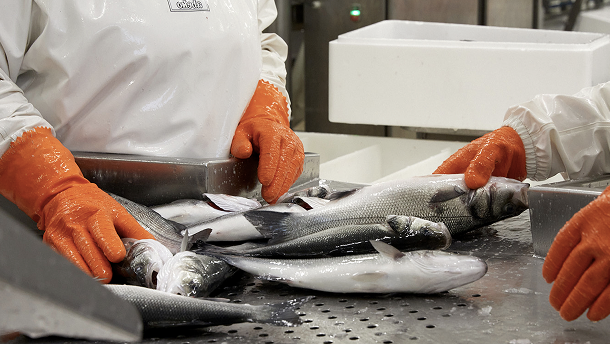 Processing fish